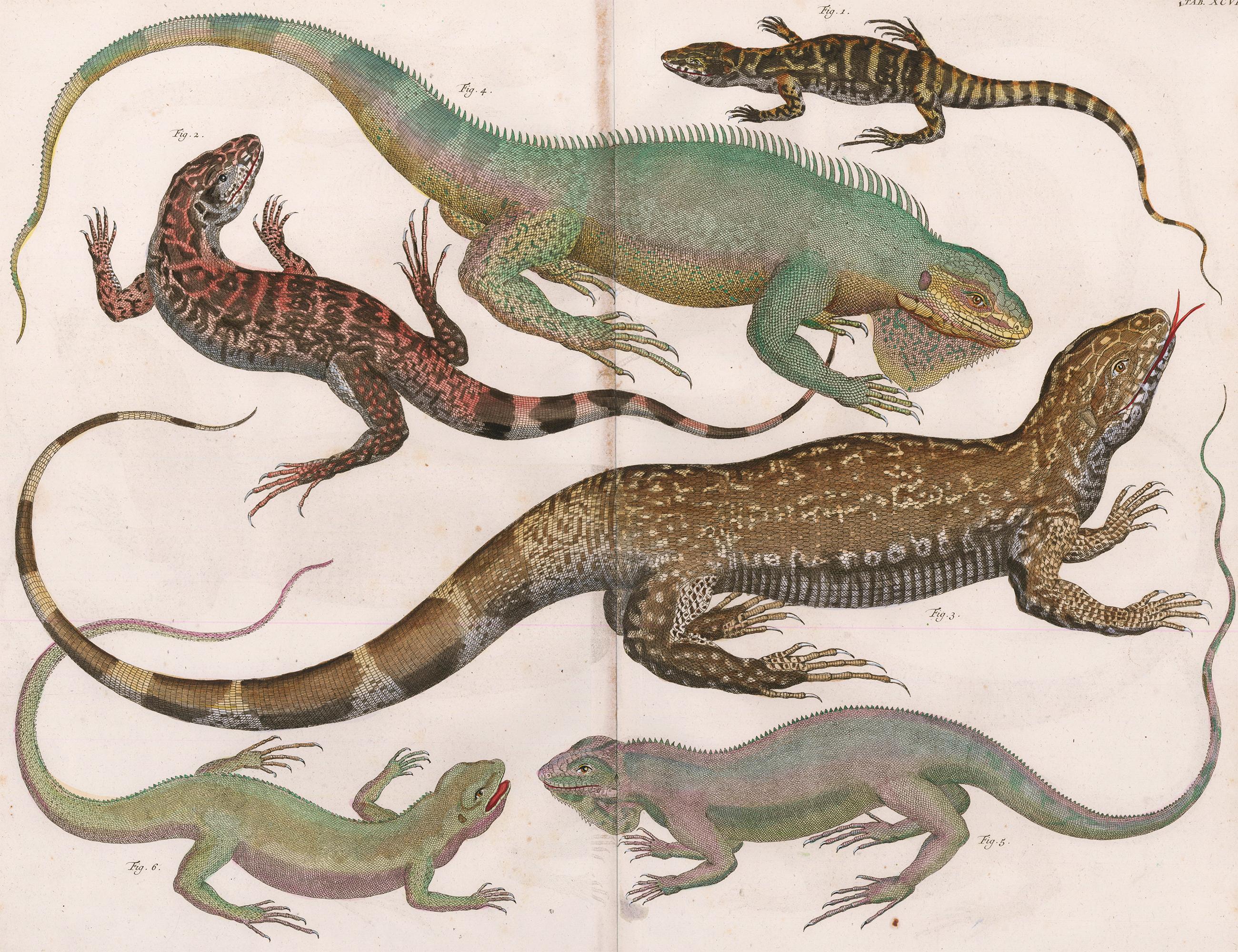 Bengal Monitor and Iguana Engraving - Print by Albertus Seba