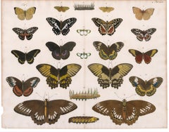 Butterflies, Moths and Caterpillars Engraving