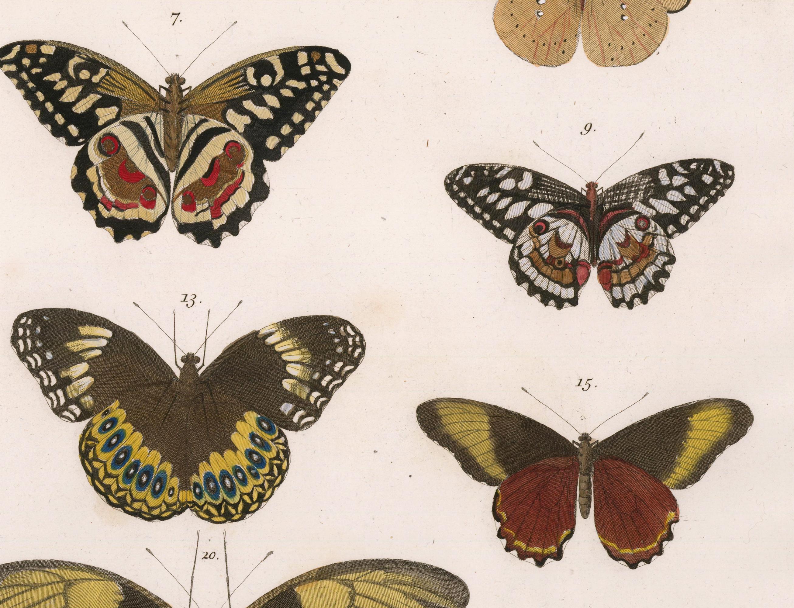 Seba, Albertus.
Locupletissimi rerum naturalium thesauri accurata descriptio, et iconibus artificiossimis expressio, per universam physices historiam.
Amsterdam, Wetsten, Smith, Jansson-Waesberg, 1734-65.
This plate: Tom. 4. Tab. XLIV
Original