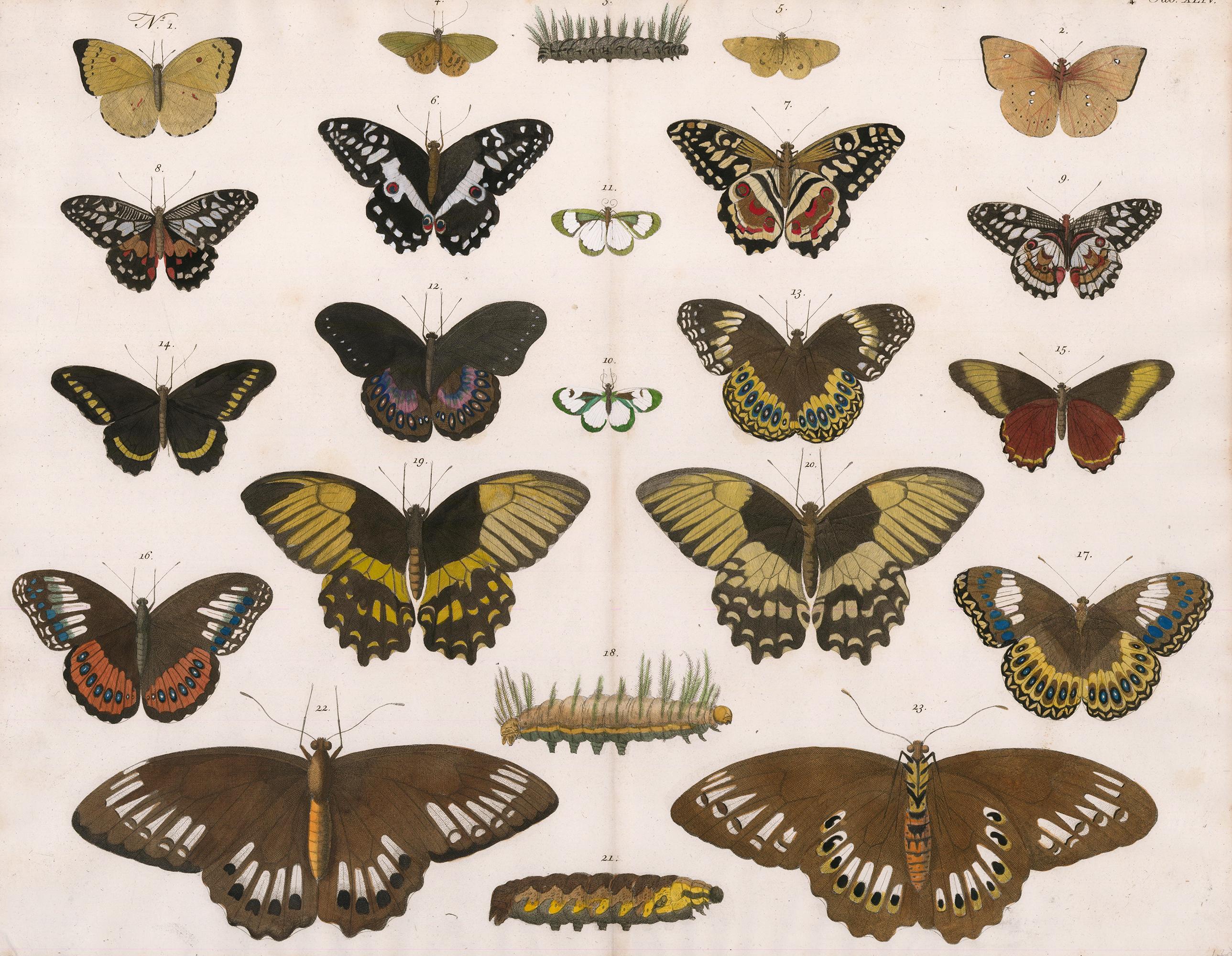 Butterflies, Moths and Caterpillars Engraving - Print by Albertus Seba