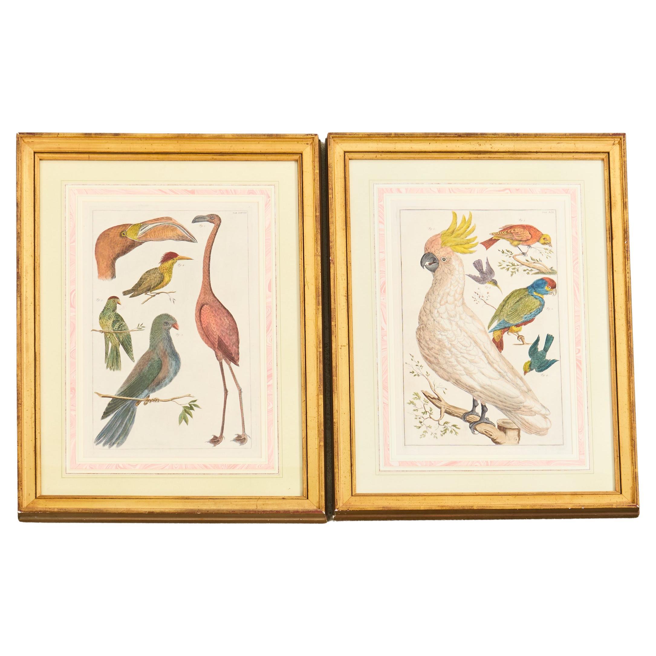 Albertus Seba Paire de gravures ornithologiques colorées à la main