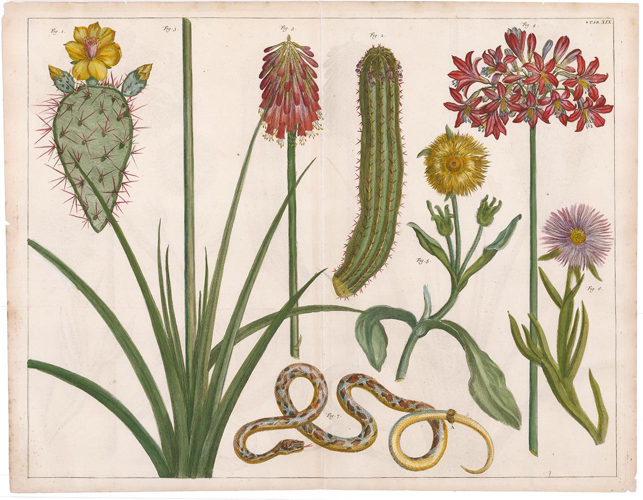 Cactus and Flower Engraving  - Print by [SEBA, Albertus].