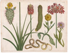 Incisione di cactus e fiori