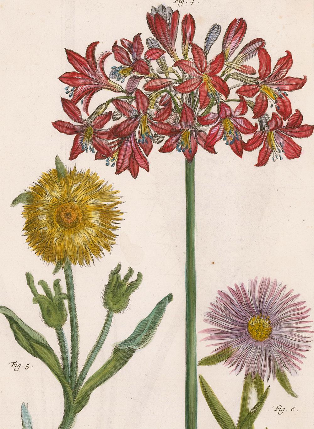 Cactus and Flower Engraving  - Naturalistic Print by [SEBA, Albertus].