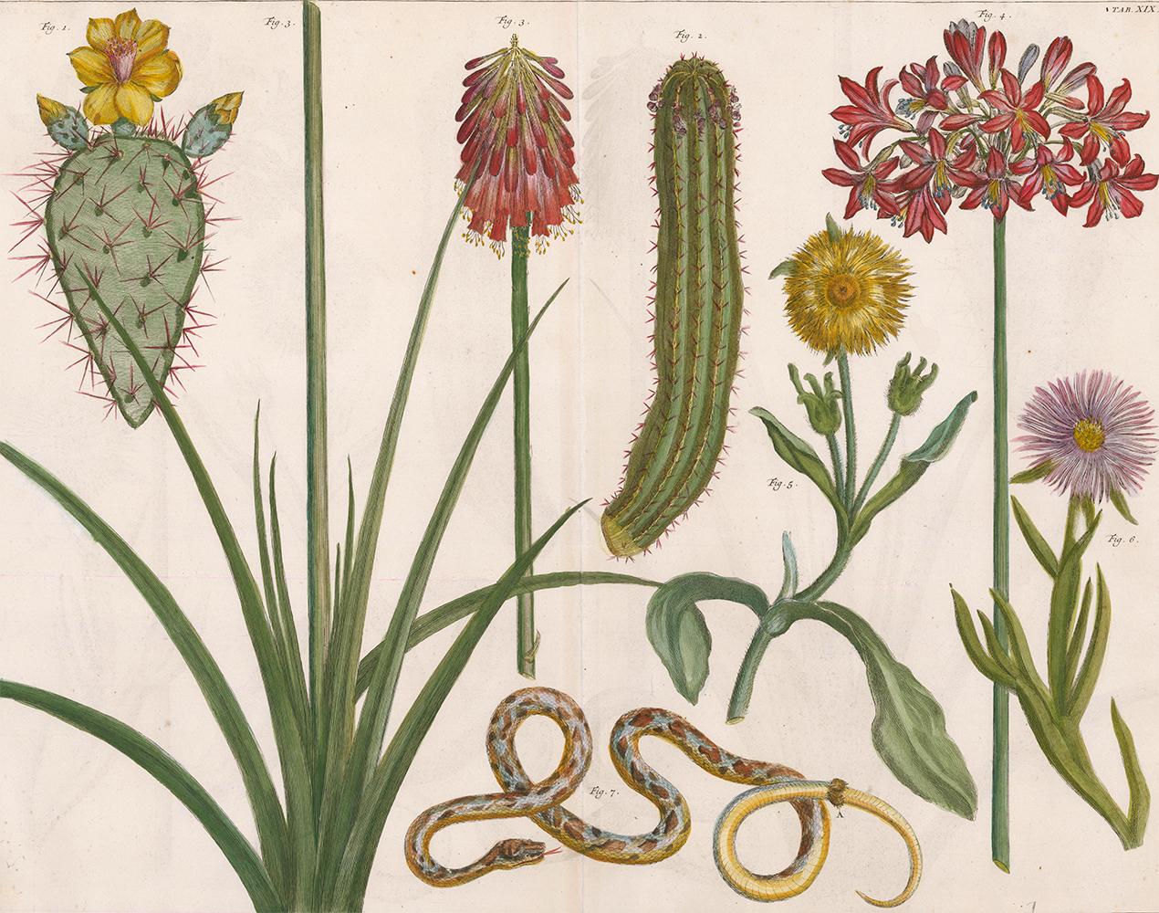 [SEBA, Albertus]. Print - Cactus and Flower Engraving 