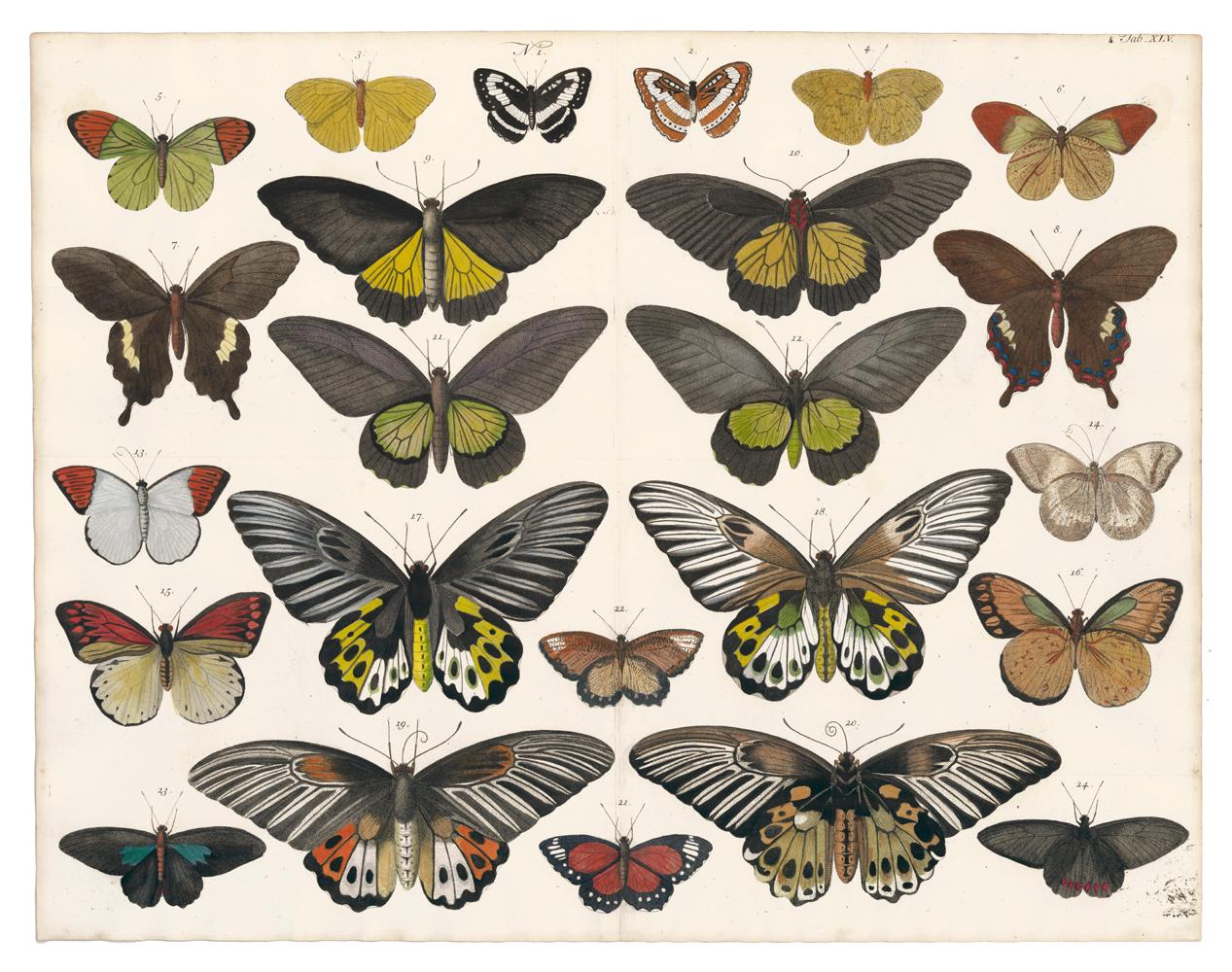 [SEBA, Albertus]. Animal Print - Engraving of Butterflies and Moths