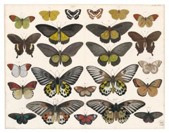 Gravure de papillons et de motifs