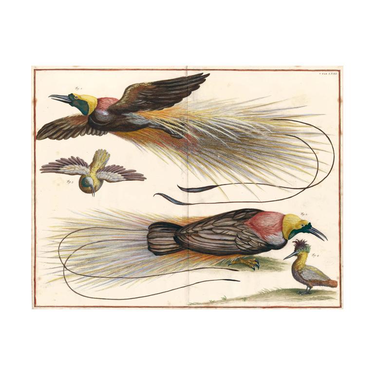 [SEBA, Albertus]. Animal Print - Hand-Colored Birds of Paradise Engraving