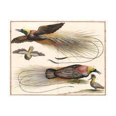 Hand-Colored Birds of Paradise Engraving