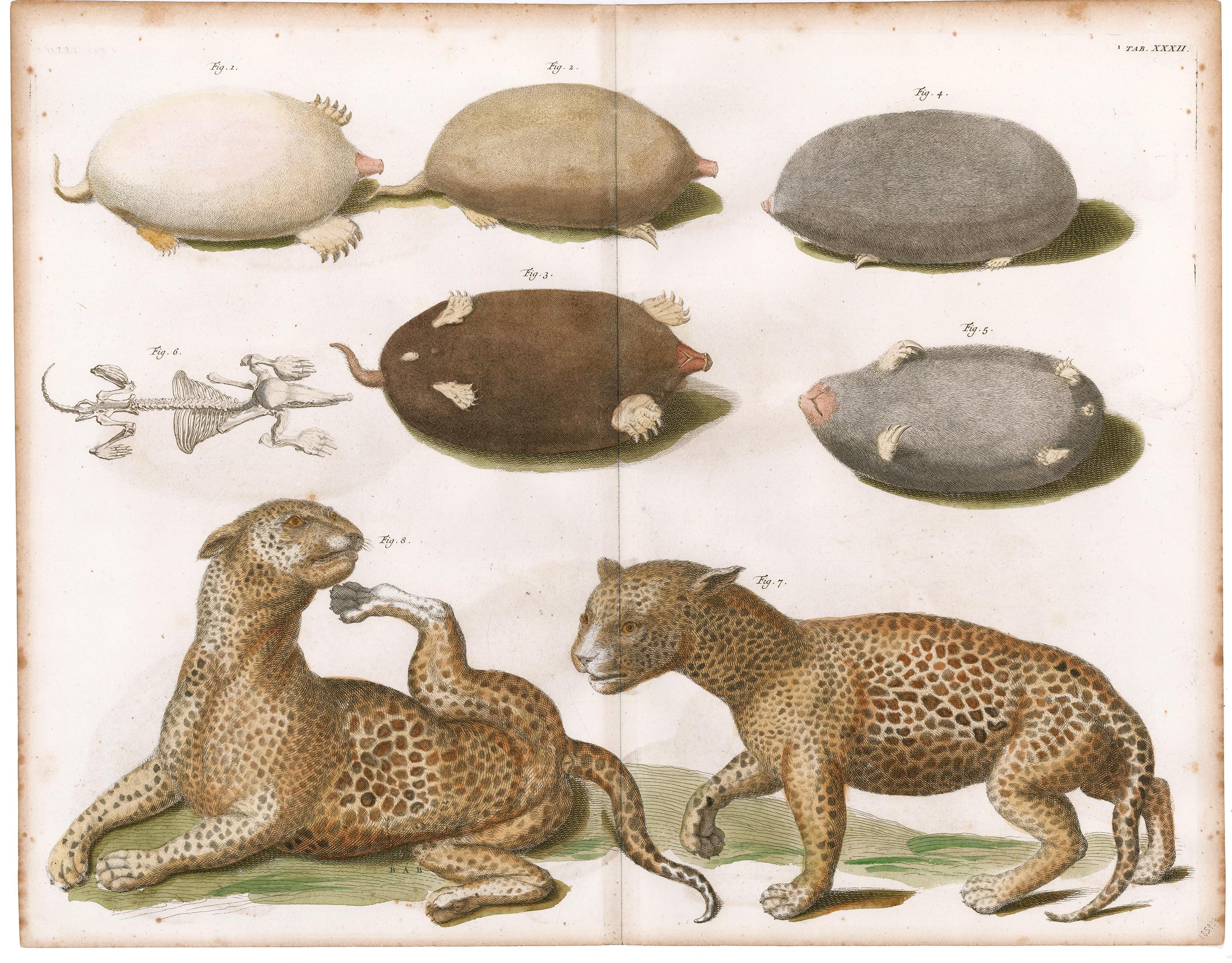 Leopards and Mole Engraving - Print by [SEBA, Albertus].