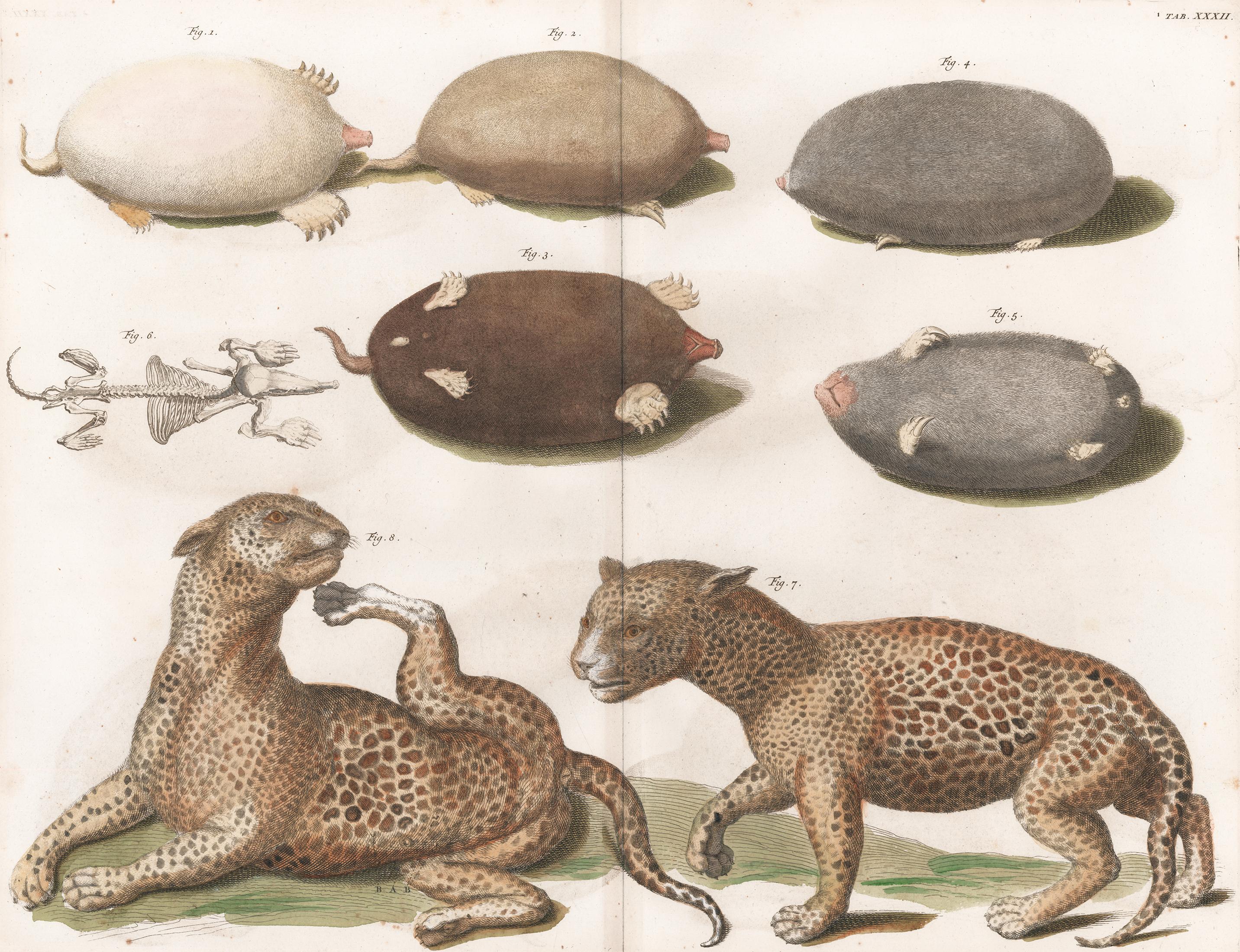 [SEBA, Albertus]. Animal Print - Leopards and Mole Engraving