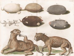 Gravure de léopards et de moules