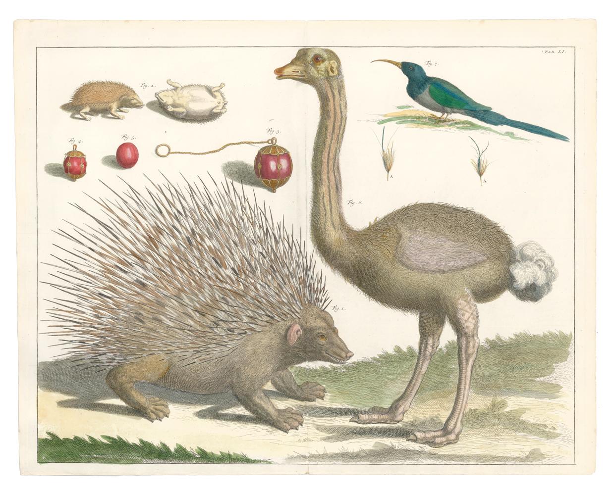 [SEBA, Albertus]. Animal Print - Ostrich, Porcupine and Hedgehog Engraving