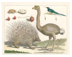 Antique Ostrich, Porcupine and Hedgehog Engraving