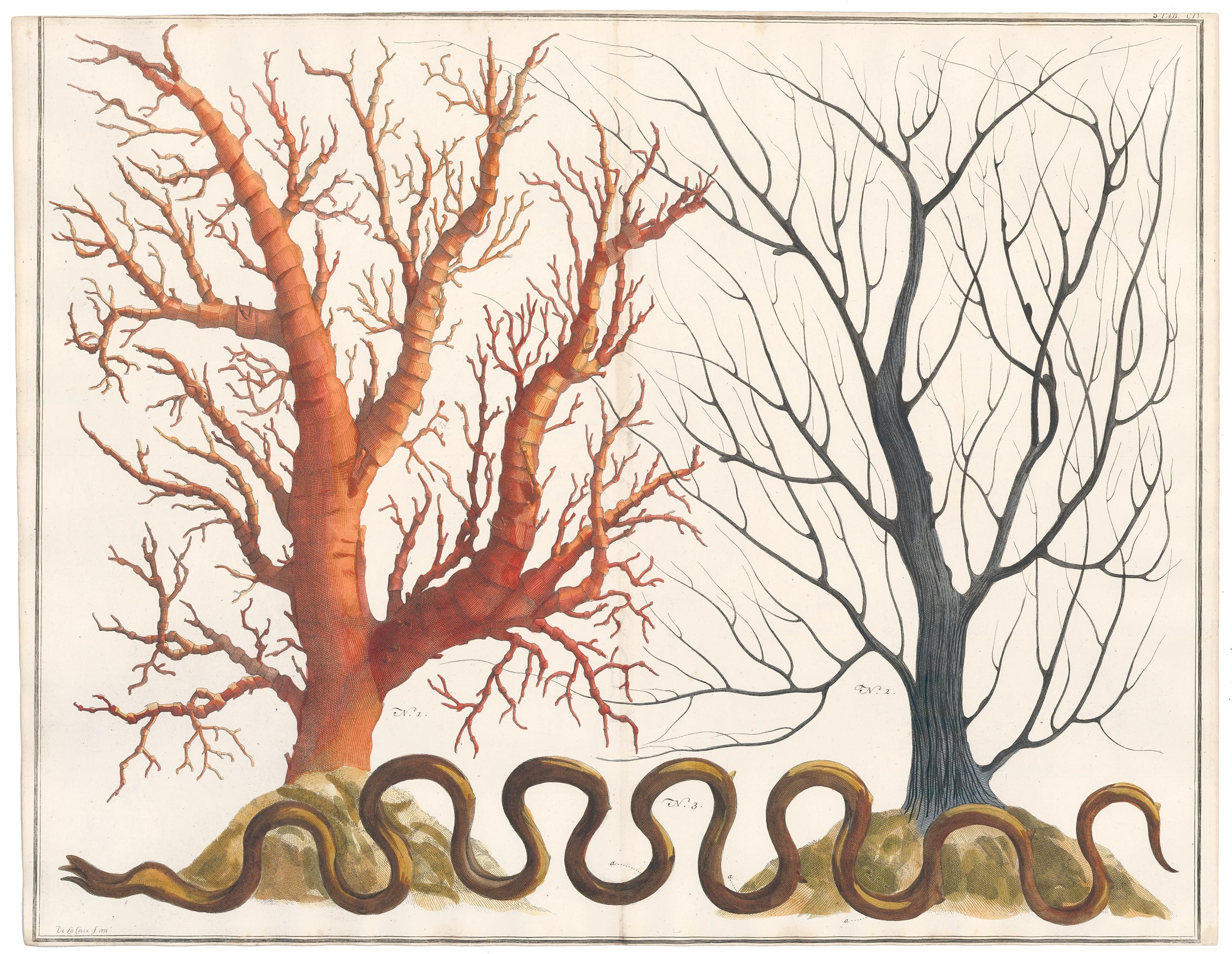 Red and Blue Coral Engraving  - Print by [SEBA, Albertus].