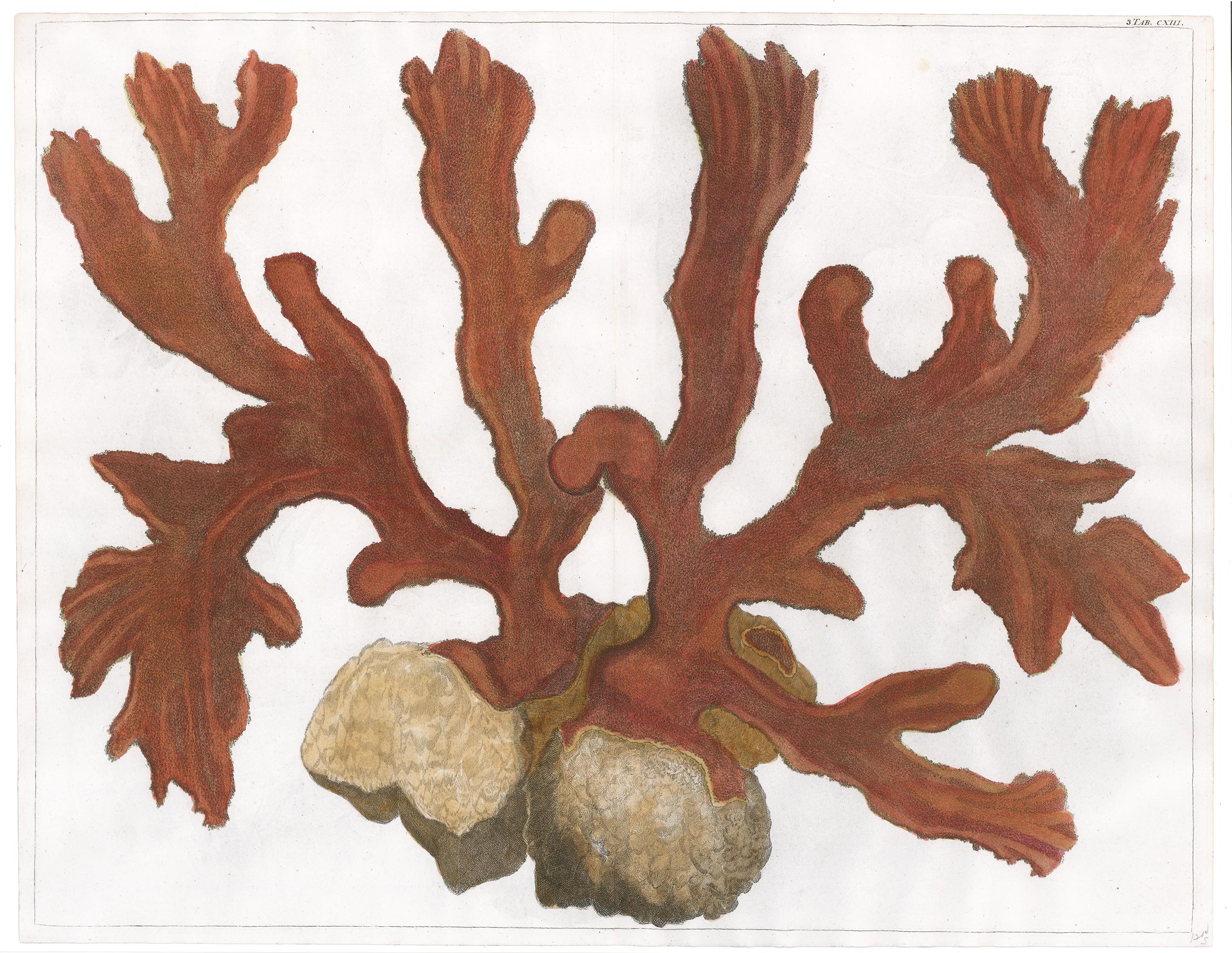 Red Coral Engraving  - Print by [SEBA, Albertus].