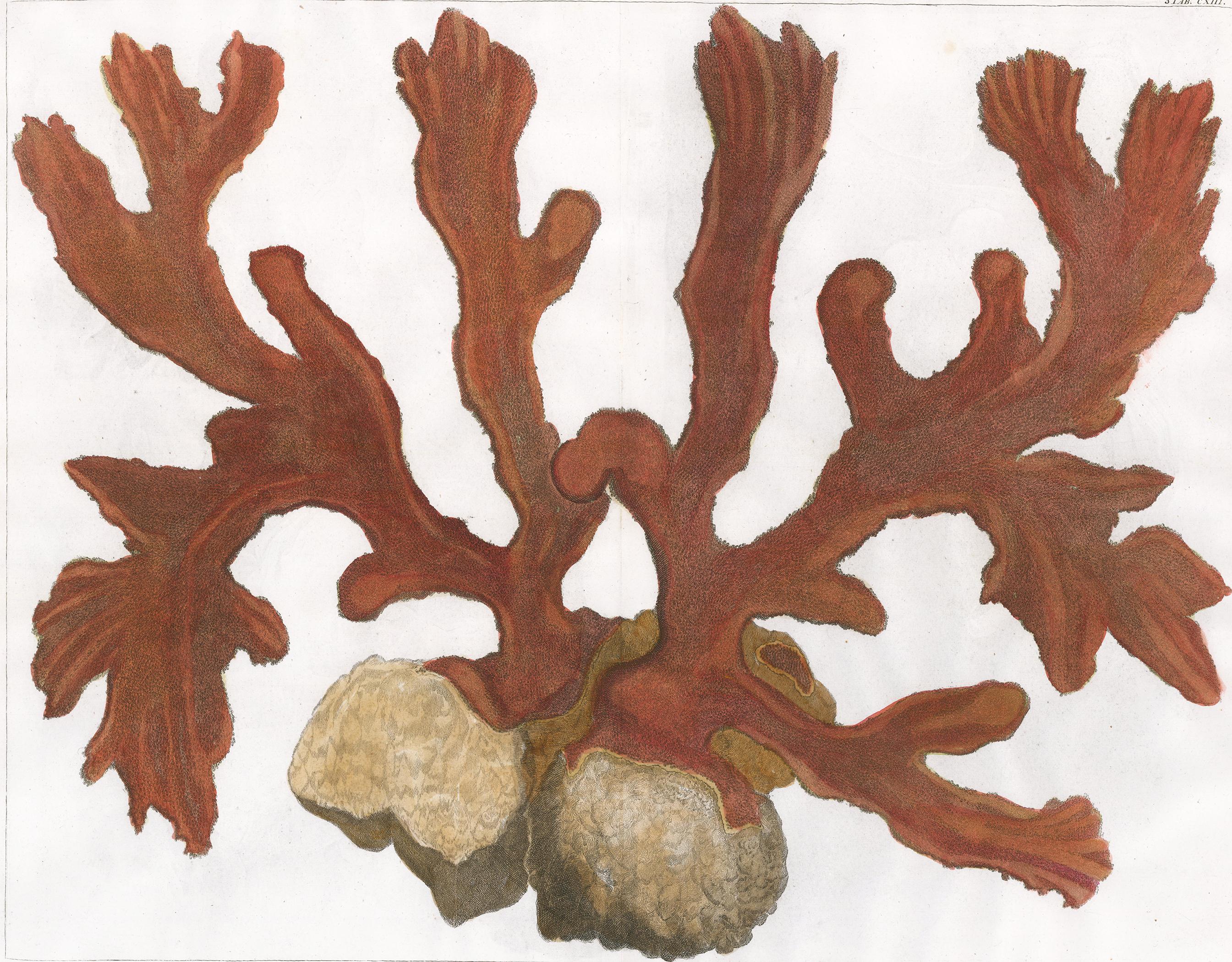 [SEBA, Albertus]. Print - Red Coral Engraving 