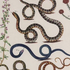 Stampa “Serpenti” di Albertus Seba