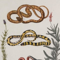 Snakes Print by Albertus Seba