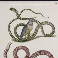 Stampa “Serpenti” di Albertus Seba