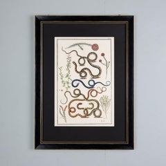 Stampa “Serpenti” di Albertus Seba