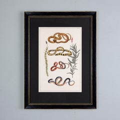 Snakes Print by Albertus Seba