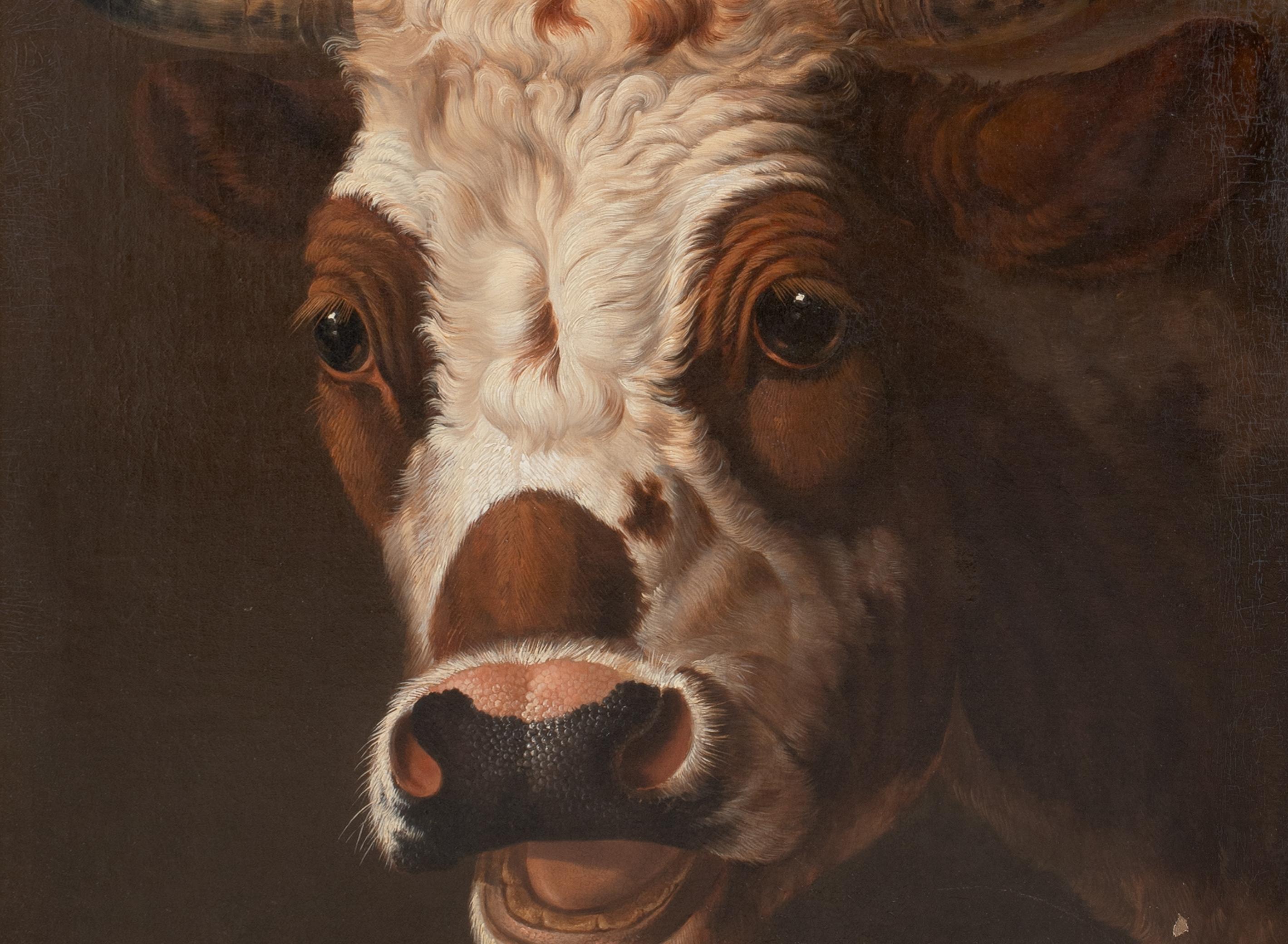 Ritratto di un toro, XIX secolo   ALBERTUS VERHOESEN (1806 - 1881) 7