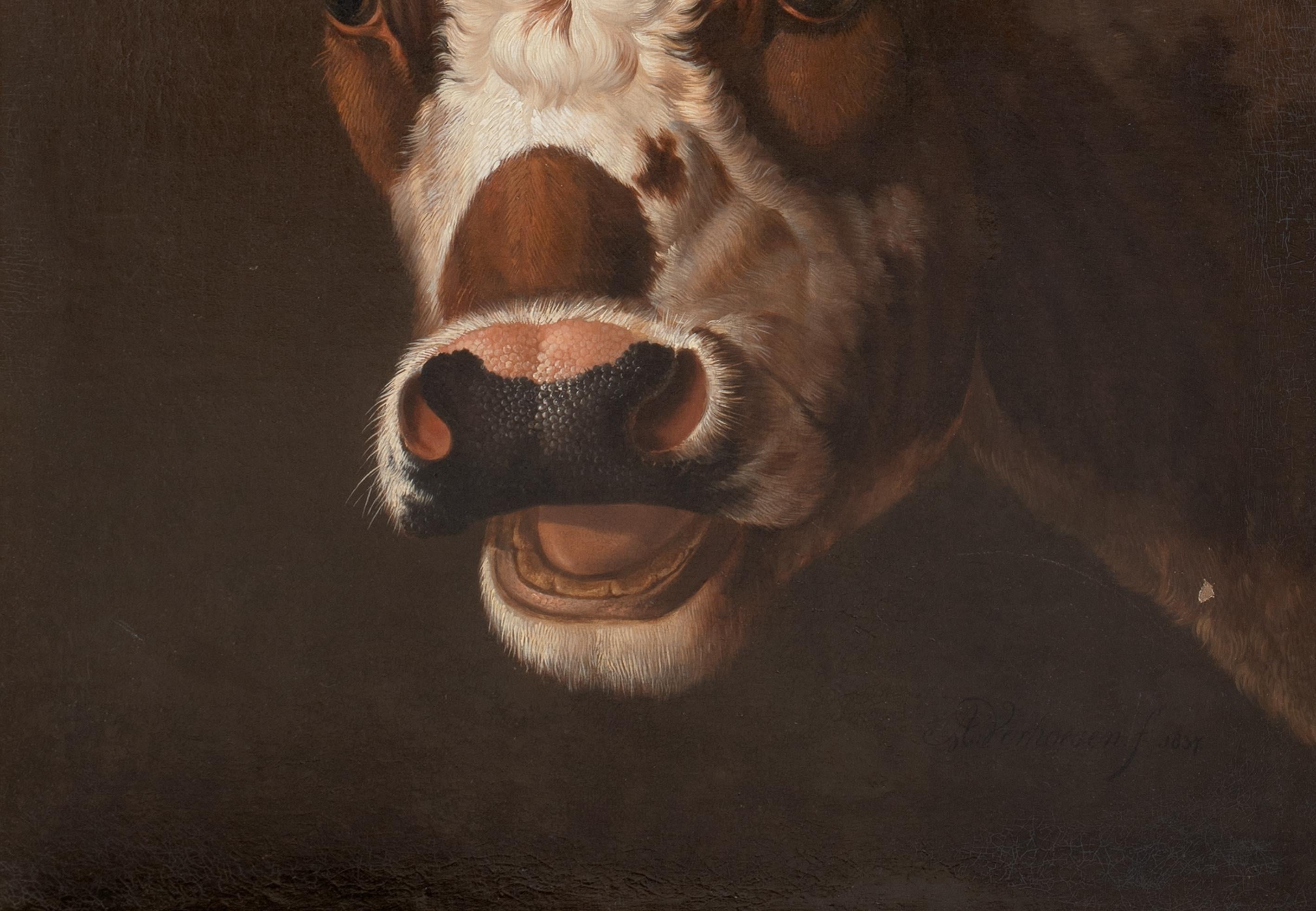Ritratto di un toro, XIX secolo   ALBERTUS VERHOESEN (1806 - 1881) 2