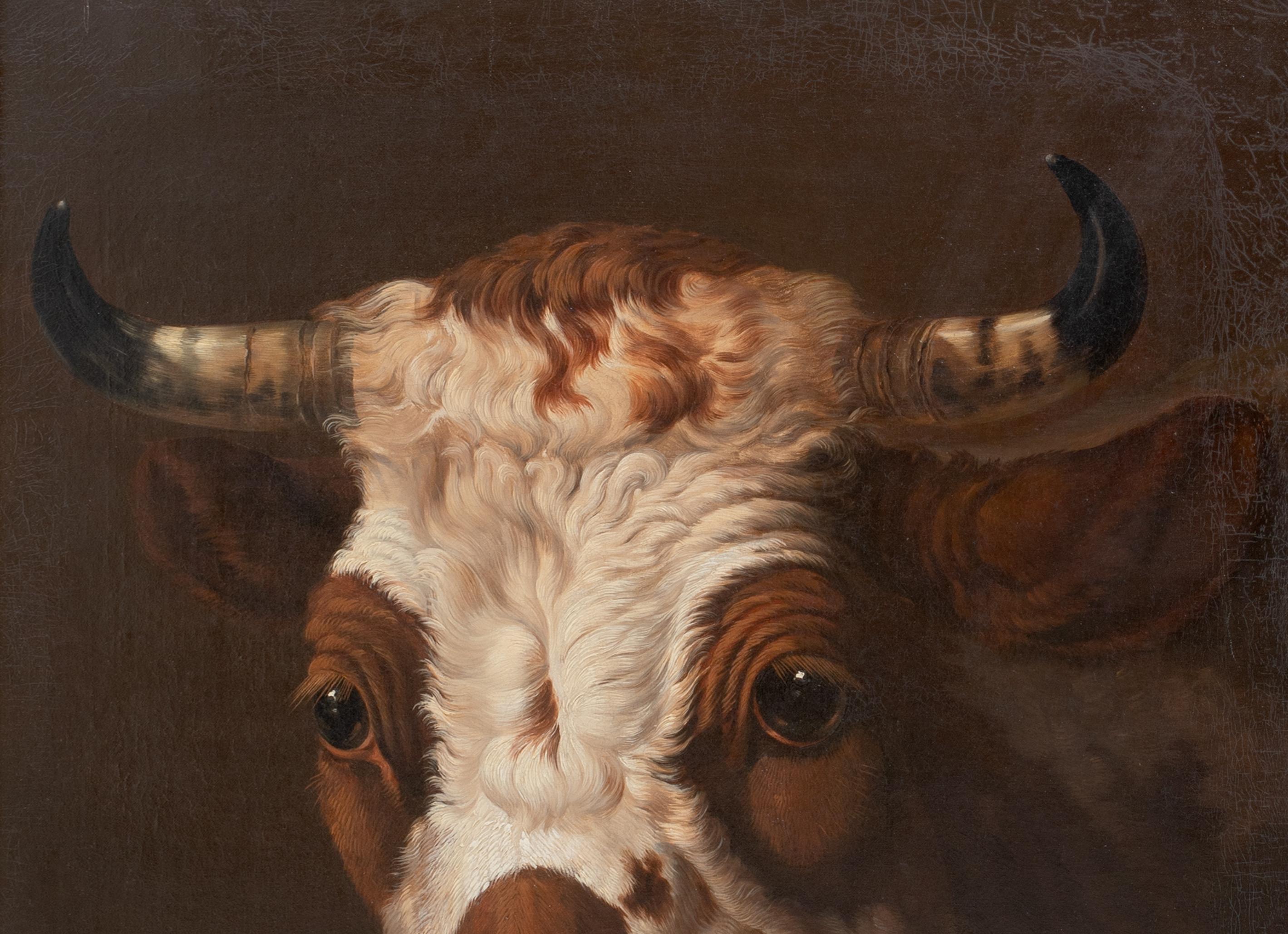 Ritratto di un toro, XIX secolo   ALBERTUS VERHOESEN (1806 - 1881) 4