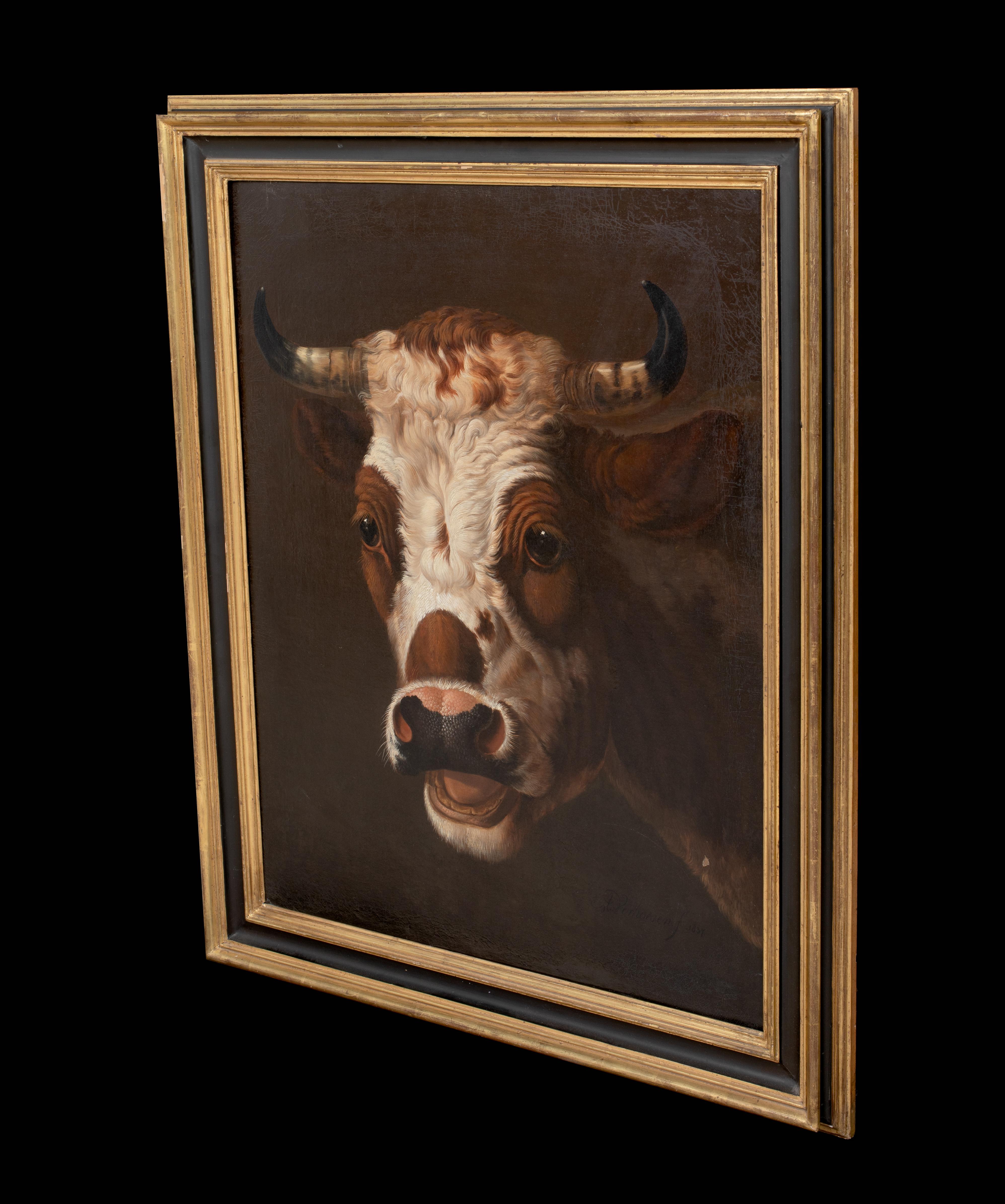 Ritratto di un toro, XIX secolo   ALBERTUS VERHOESEN (1806 - 1881) 5