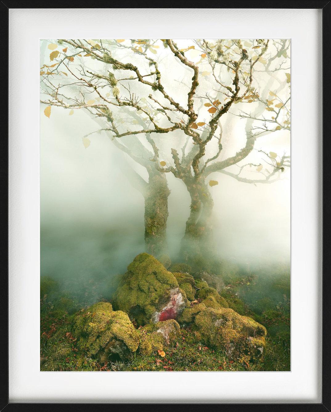 Albert Watson, Baum im Nebel, The Fairy Glen, Isle of Skye, Schottland, 2013 im Angebot 1