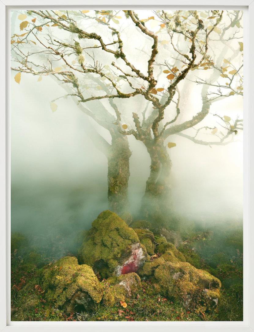 Albert Watson, Baum im Nebel, The Fairy Glen, Isle of Skye, Schottland, 2013 im Angebot 3