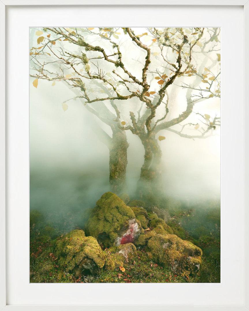 Albert Watson, Baum im Nebel, The Fairy Glen, Isle of Skye, Schottland, 2013 im Angebot 4