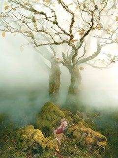 Albert Watson, Tree in Mist, The Fairy Glen, Isle of Skye, Scotland, 2013