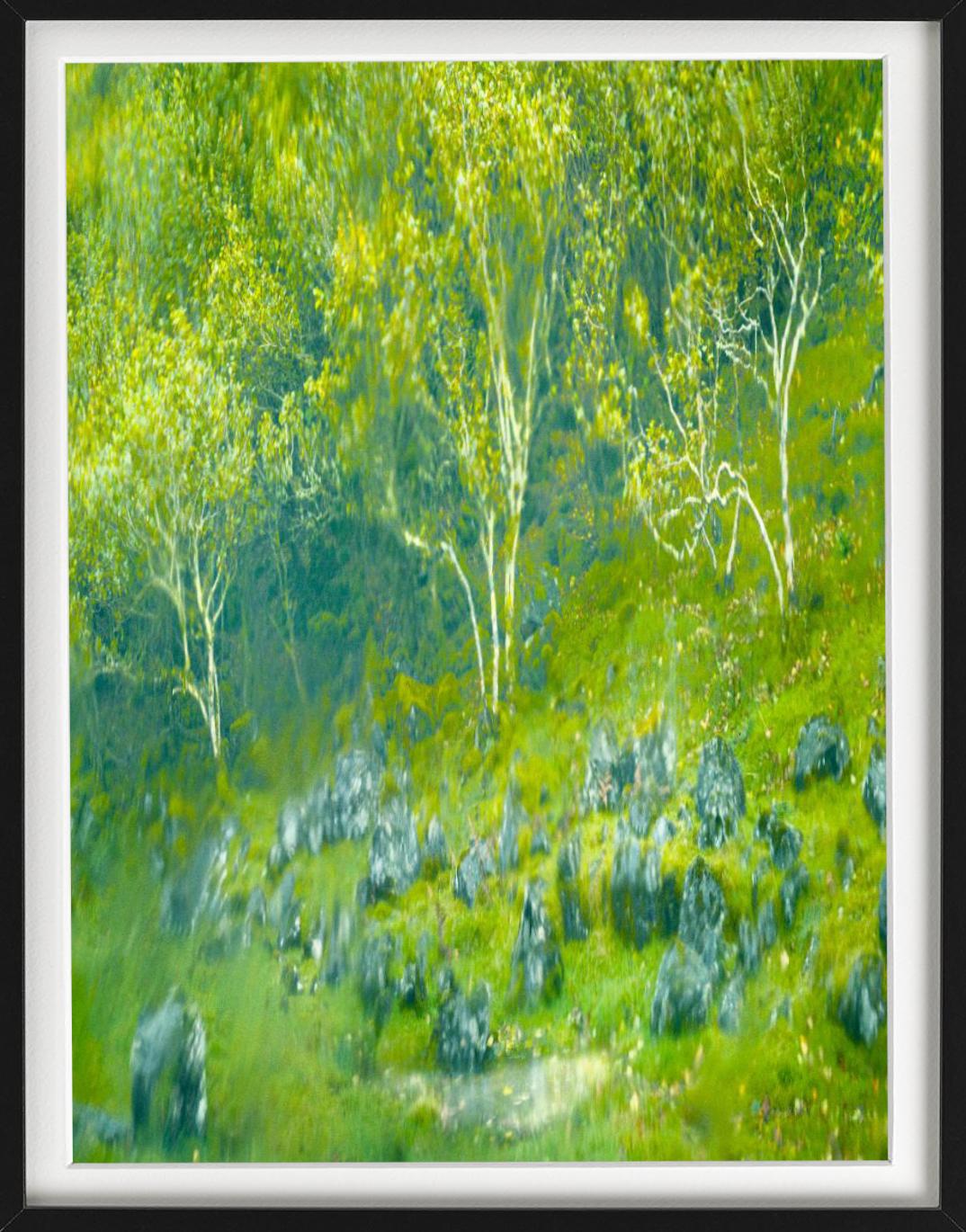 « Fayry Glen » - plantes vertes et bleues floues, photographie d'art, 2013 - Contemporain Photograph par Albert Watson
