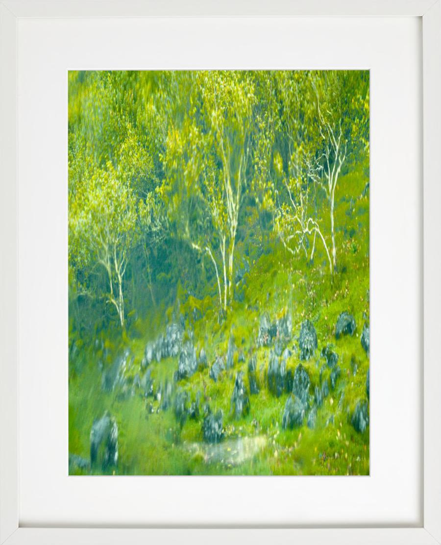 « Fayry Glen » - plantes vertes et bleues floues, photographie d'art, 2013 en vente 1