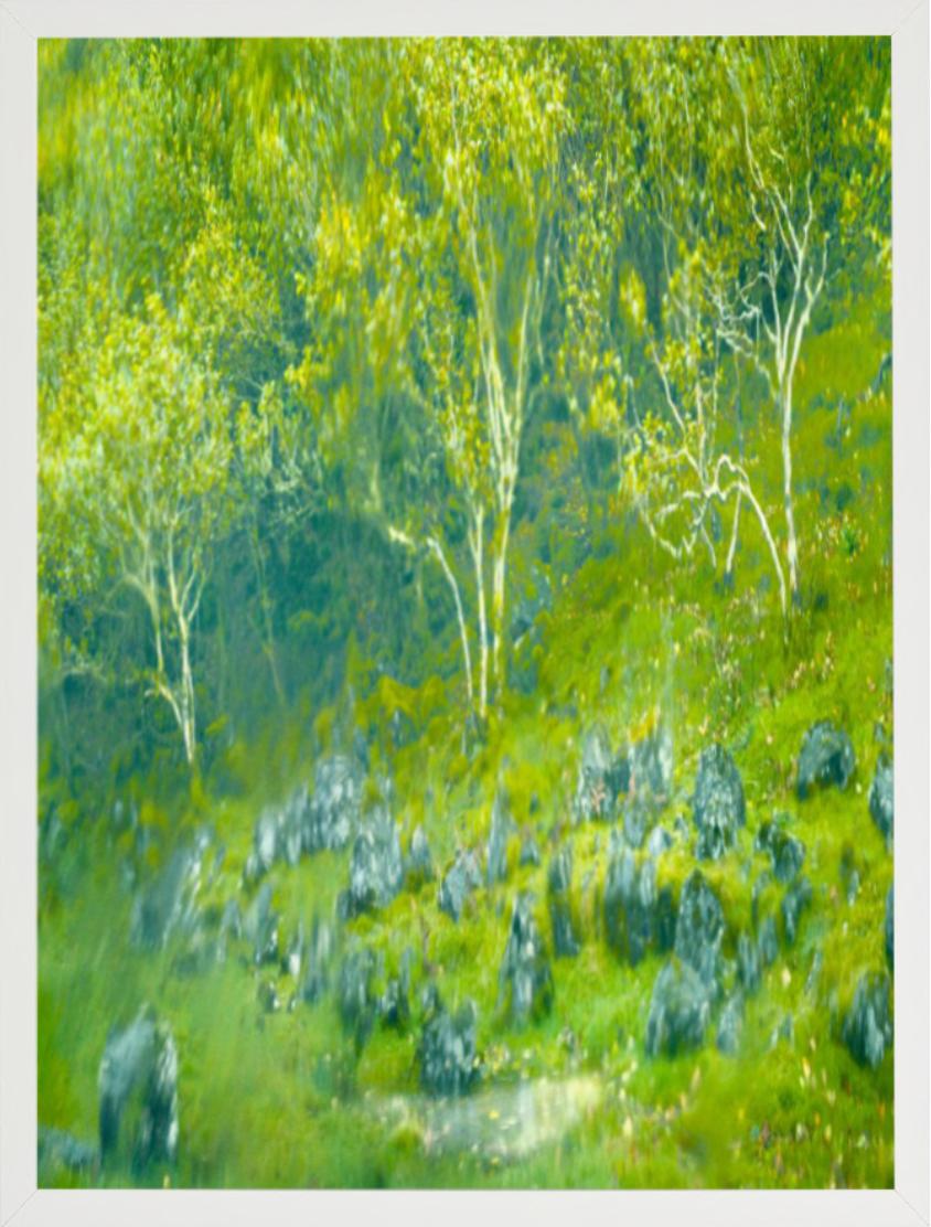 « Fayry Glen » - plantes vertes et bleues floues, photographie d'art, 2013 en vente 2