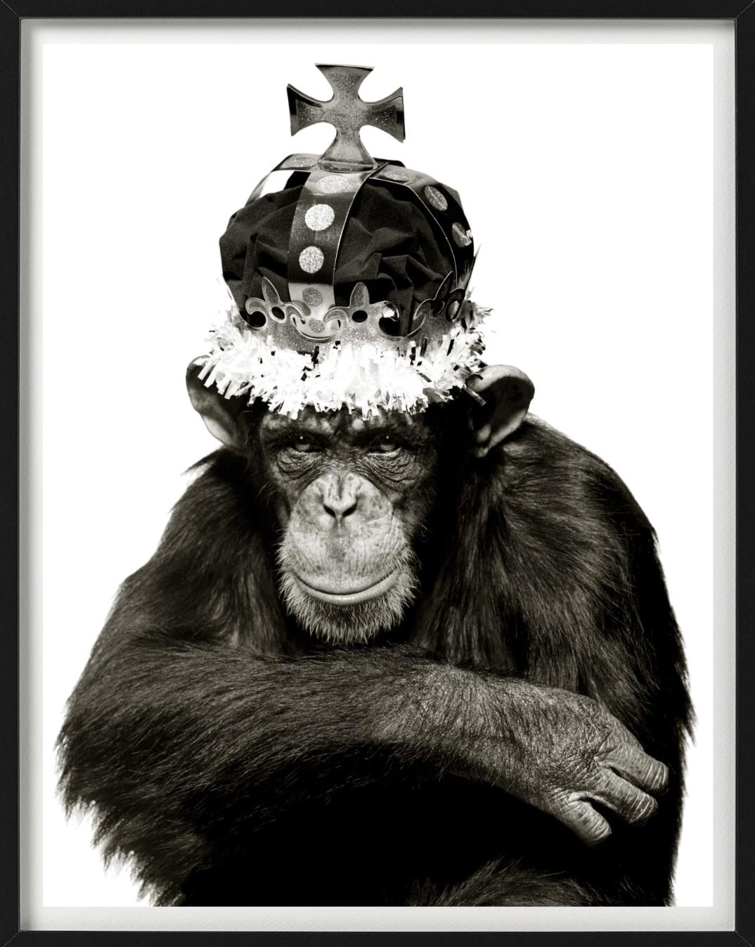 King Casey, NYC –  b&w Porträt eines Ape mit Krone, Kunstfotografie, 1992 (Schwarz), Figurative Photograph, von Albert Watson