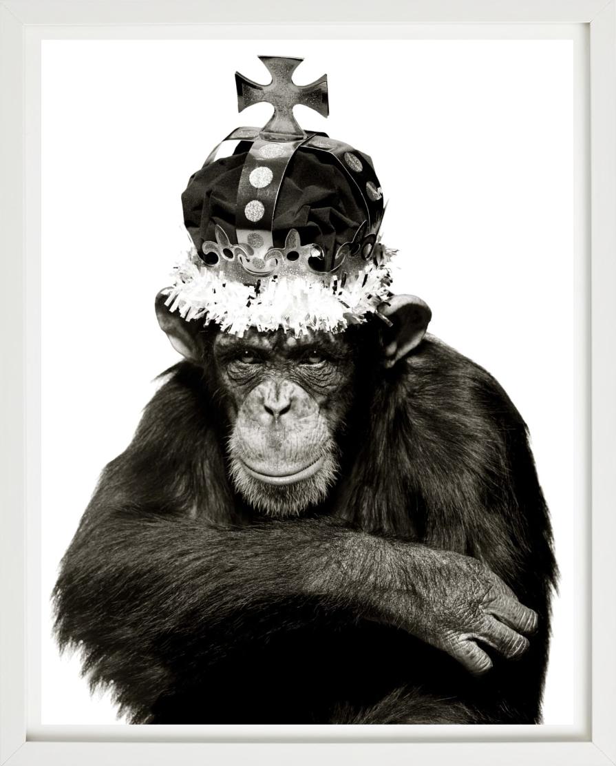 King Casey, NYC –  b&w Porträt eines Ape mit Krone, Kunstfotografie, 1992 im Angebot 4