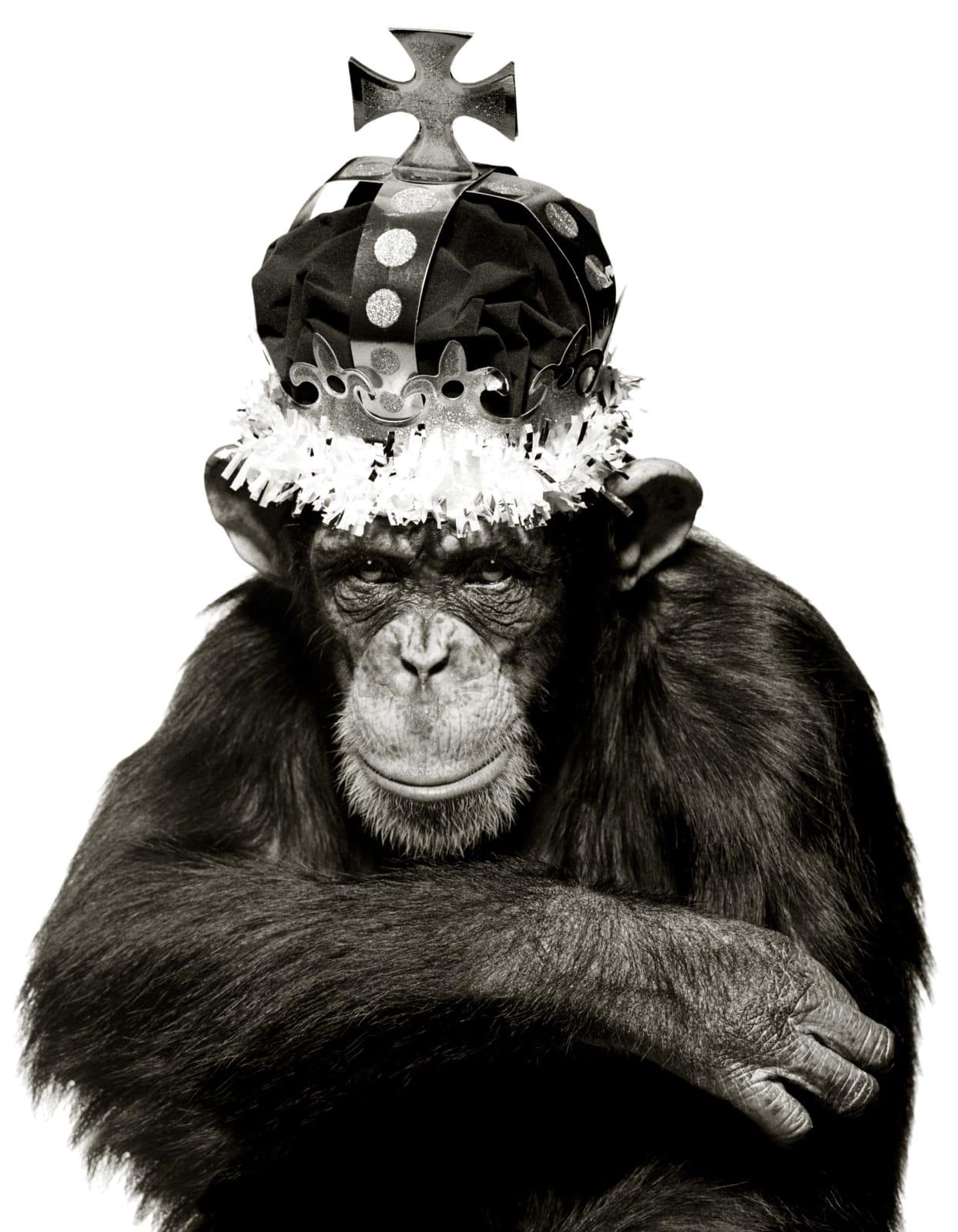Albert Watson Figurative Photograph – King Casey, NYC –  b&w Porträt eines Ape mit Krone, Kunstfotografie, 1992