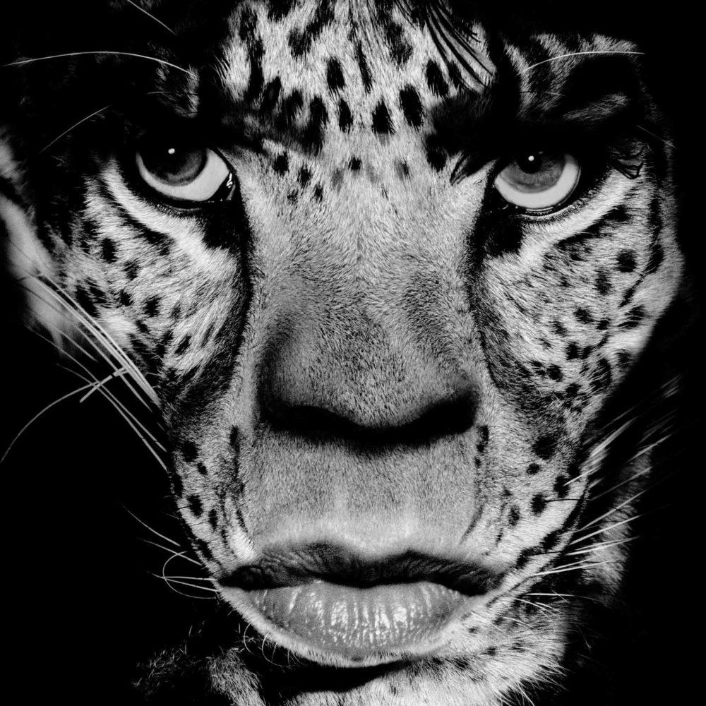 Mick Jagger/Leopard - Albert Watson, Fotografie, Porträt, Tier, zeitgenössisch im Angebot 1