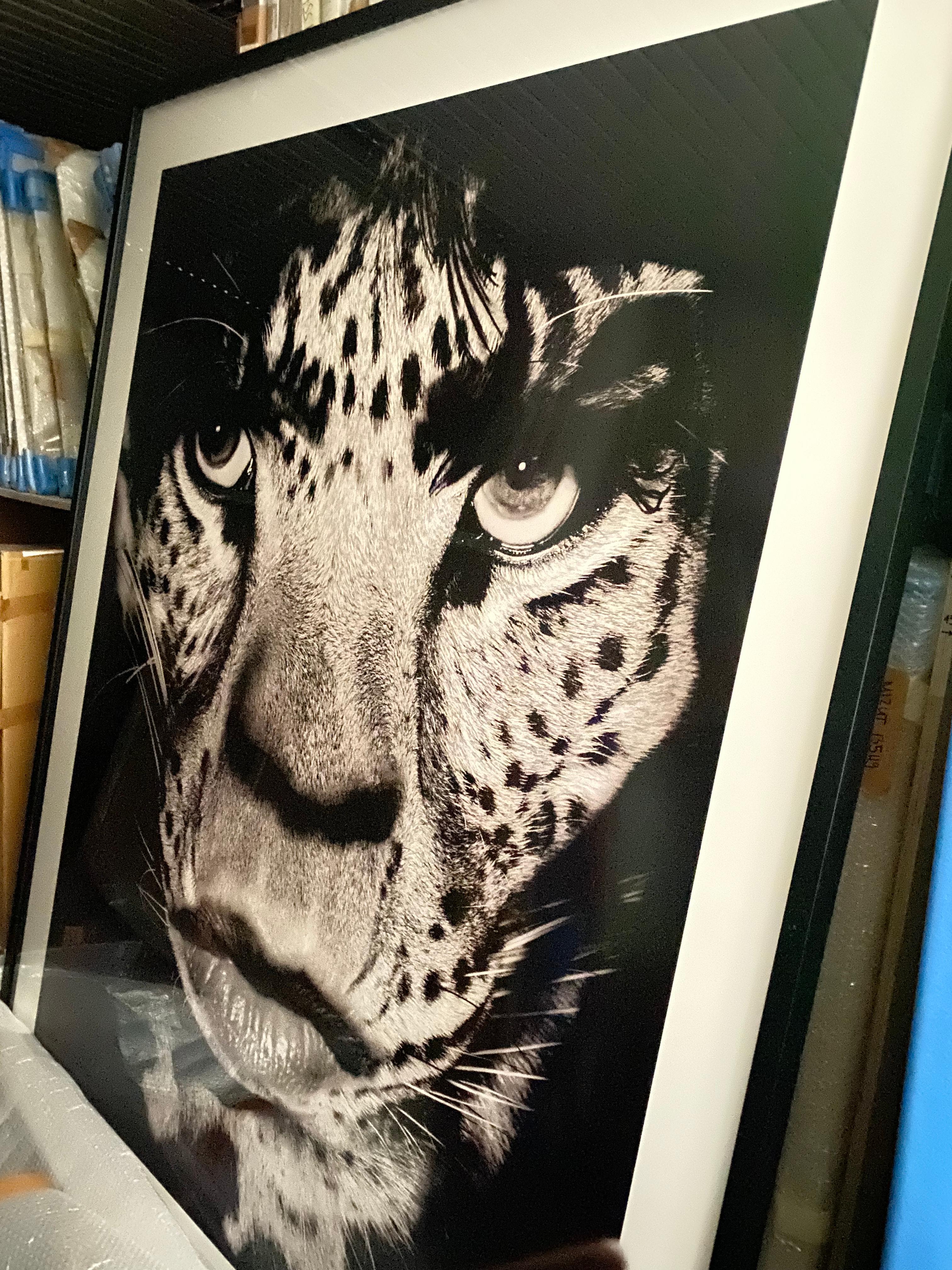 Mick Jagger/Leopard - Albert Watson, Fotografie, Porträt, Tier, zeitgenössisch im Angebot 3