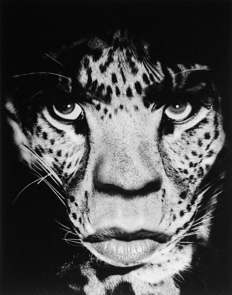 ALBERT WATSON (*1942, Scotland) Mick Jagger/Leopard
1992/2011
Chromogenic print
Image 195,6 x 152,4 cm (77 x 60 in.)
Sheet 238,7 x 177,8 cm (94 x 70 in.)
Frame 245 x 185,6 x 6 cm (96 1/2 x 73 1/8 x 2 3/8 in.) 
Edition of 5; Ed. no. 5/5 (from a sold