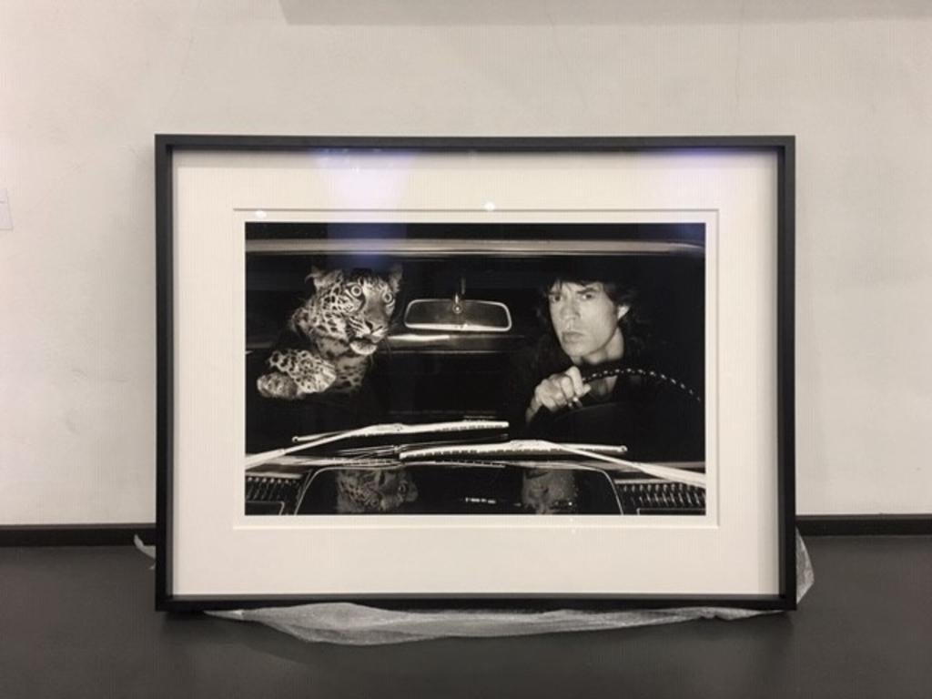 Mick Jagger in einem Auto mit Leoparden, LA - b&w Kunstfotografie, 1992 – Photograph von Albert Watson