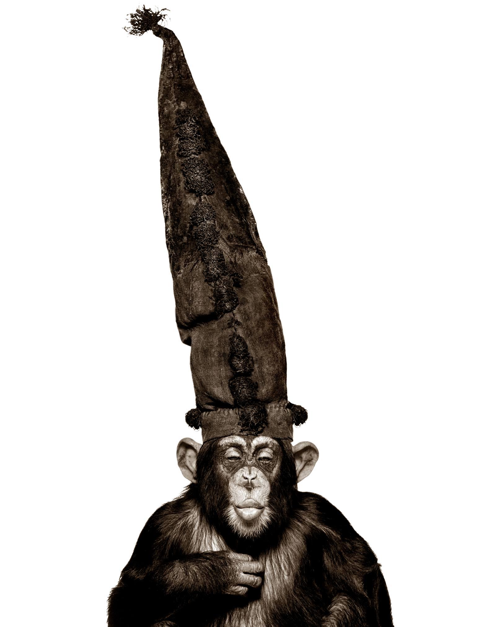 Figurative Photograph di Albert Watson - Scimmia con cappello - Serie delle scimmie, Fotografia d'autore 1992