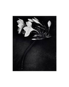 Vintage "Orchid, 1988", Gelatin Silver Print
