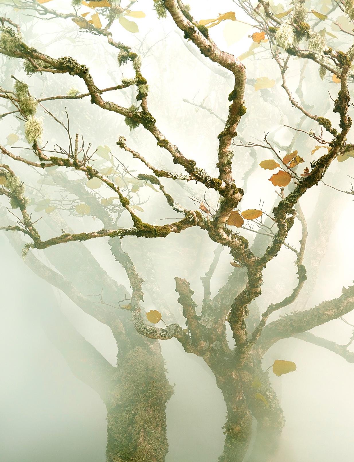 Tree Fairy Glen Albert Watson, Himmel, Baum, Natur, Landschaft, Kunst, Abstrakt im Angebot 1