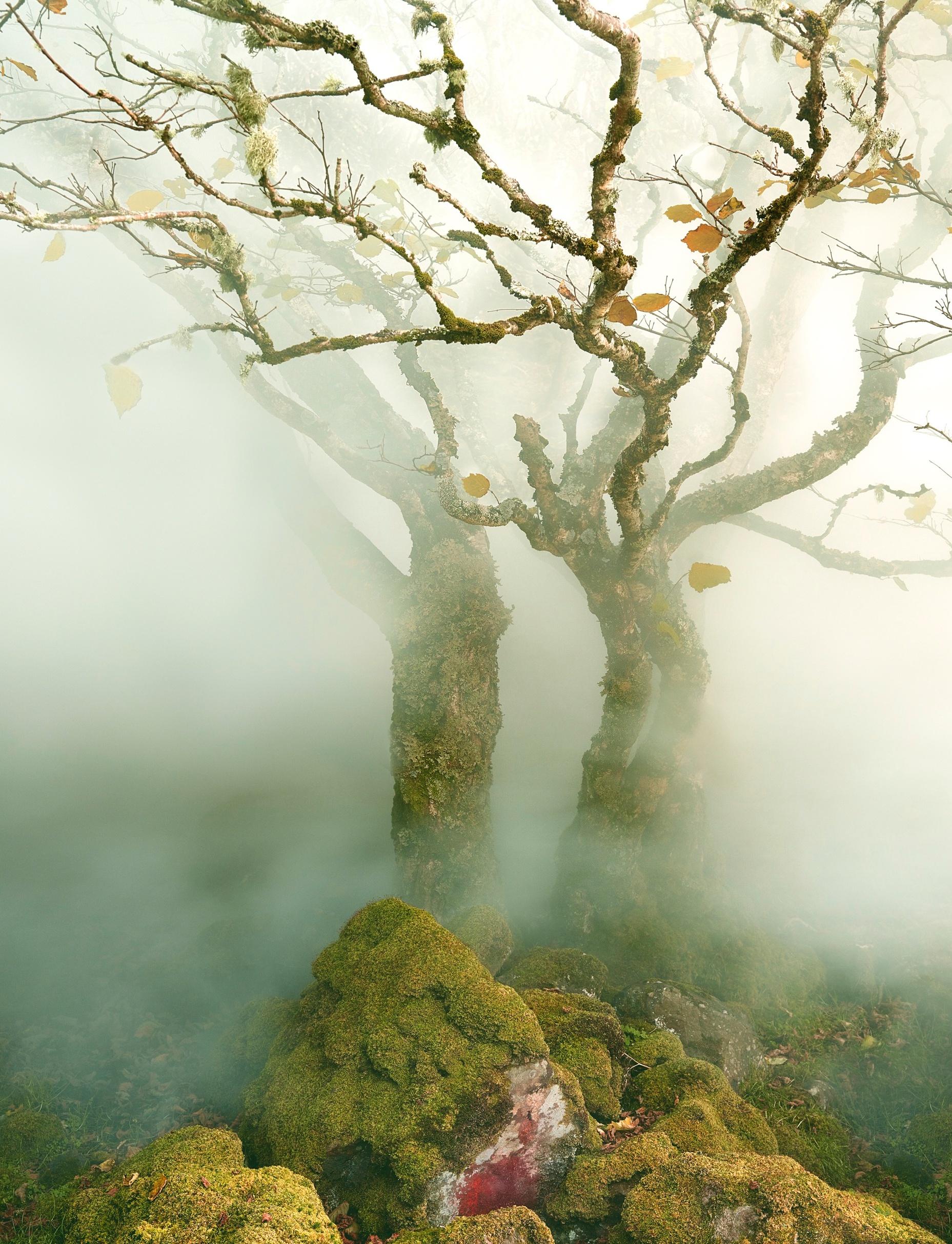 Tree Fairy Glen Albert Watson, Himmel, Baum, Natur, Landschaft, Kunst, Abstrakt im Angebot 2