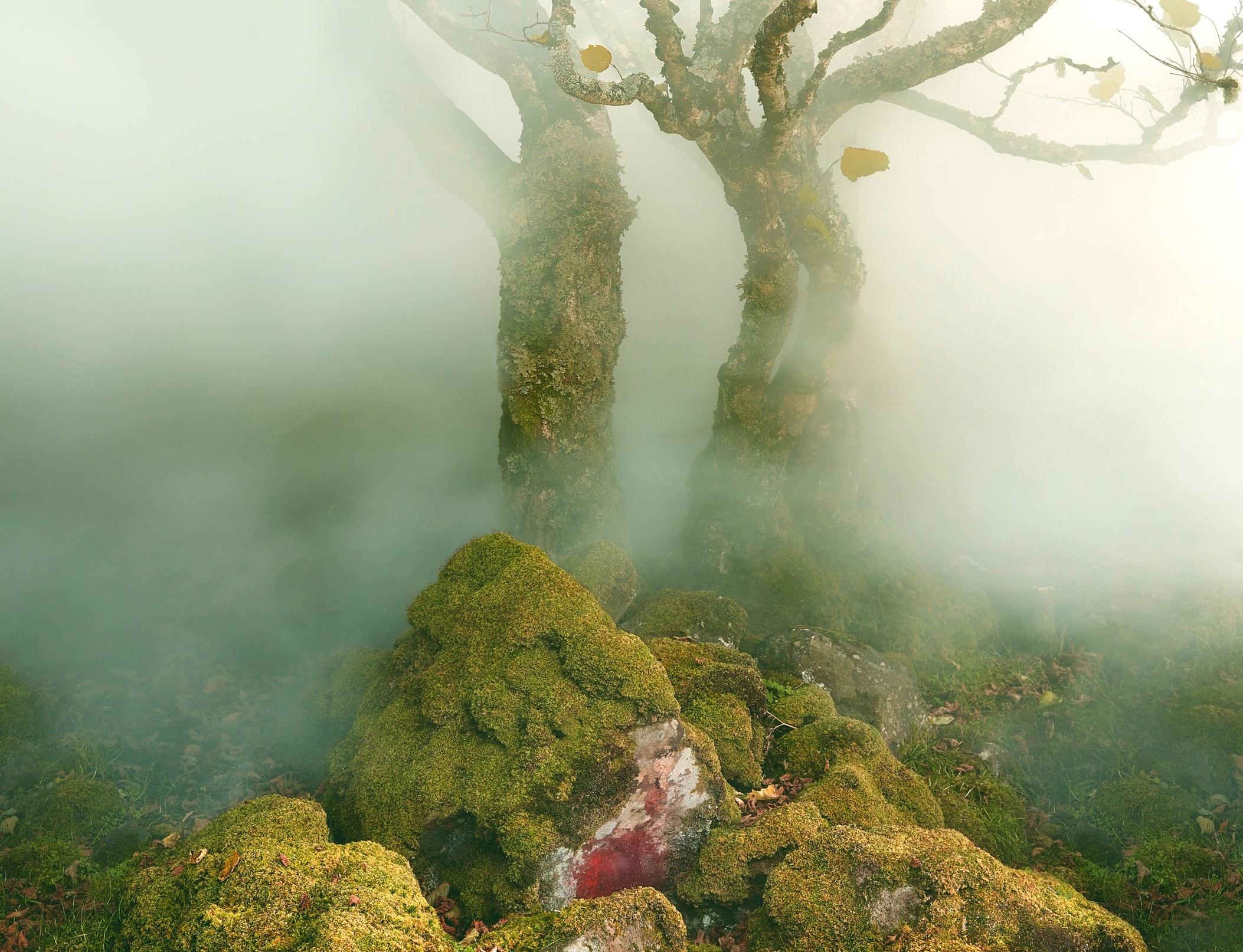 Tree Fairy Glen – Albert Watson, Skye, Tree, Nature, Landscape, Art, Abstract For Sale 1