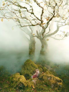 Vintage Tree Fairy Glen – Albert Watson, Skye, Tree, Nature, Landscape, Art, Abstract